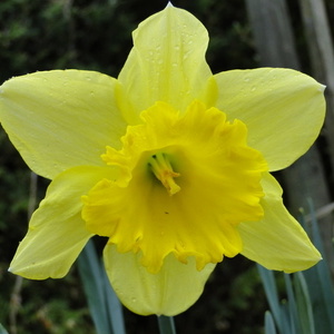 Cvet Narcisus sp.