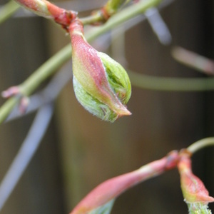 Novi listi Acer palmatum 'Dissectum'