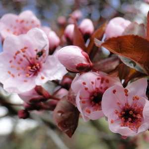 Odpirajoči se cvetovi Prunus cer. 'Nigra'