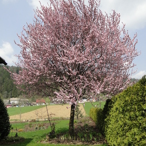 V polnem cvetu - Prunus cer. 'Nigra'