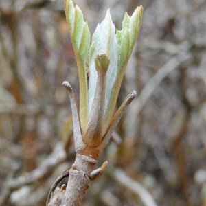 Novi listi Hydrangea quercifolia