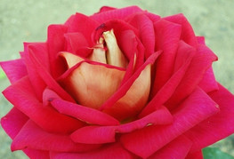 Rosa 'Kronenbourg' - vrtnica