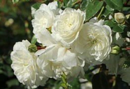 Rosa 'Snow Ballet' - pokrovna vrtnica
