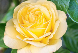 Rosa 'Arthur Bell' - vrtnica