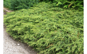 Juniperus communis 'Repanda' - brin