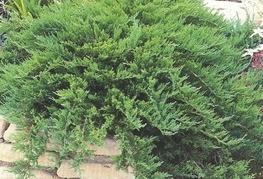 Juniperus sabina 'Tamariscifolia' - brin