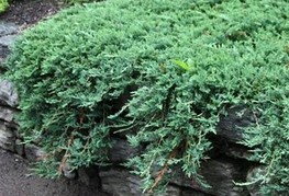 Juniperus horizontalis 'Witonii' - brin
