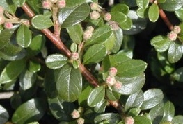 Cotoneaster dammeri 'Jürgl' (= C. x suecicus 'Jürgl') - panešplja, švedska prizemljika