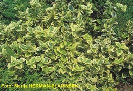 Euonymus fortunei 'Emerald'n Gold' - rumeno pisana plazeča trdoleska