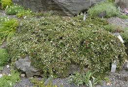 Cotoneaster procumbens 'Streibs Findling' (= C. microphyllus 'Streibs Findling') - panešplja, drobnolistna prizemljika