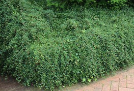 Cotoneaster dammeri - panešplja, prizemljika