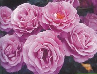 Rosa 'Shocking Blue' - vrtnica - Mnogocvetne vrtnice