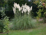 Cortaderia selloana - pampaška trava - okrasne trave