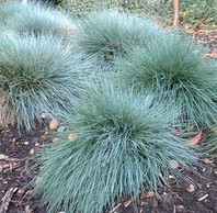 Festuca glauca - bilnica - okrasne trave