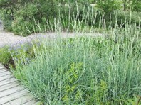 Leymus arenarius (Elymus arenarius) - elimus - okrasne trave