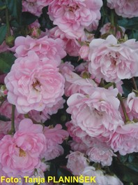 Rosa 'The Fairy' - vrtnica - Pokrovne vrtnice
