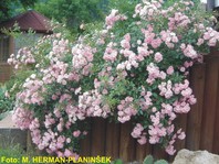 Rosa 'The Fairy' - vrtnica - Pokrovne vrtnice
