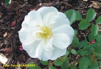Rosa 'Schneeflocke' - vrtnica - Pokrovne vrtnice