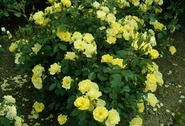 Rosa 'Yellow Fleurette®'