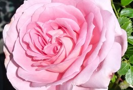Rosa 'Prešeren' - vrtnica