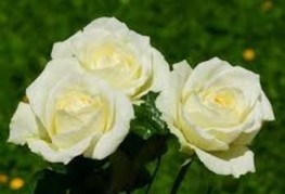 Rosa 'Trubar' - vrtnica