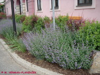 Nepeta x faassenii