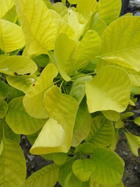 Cotinus coggygria 'Golden Spirit' bo lepo prišel do izraza na soncu, saj se bo poudarila njegova rumena barva listov.