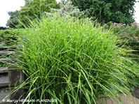 Miscanthus sinensis 'Strictus' ima prečne rumene proge.