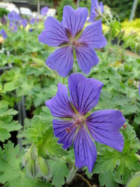 Geranium x magnificum
