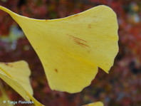 Ginko biloba