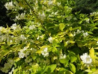 Philadelphus caucsicus 'Aurea' cveti z belimi cvetovi, ki prijetno dišijo.
