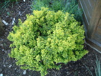 Berberis thunbergii 'Bonanza Gold' se lahko sadi tudi na pol-senčno lego.