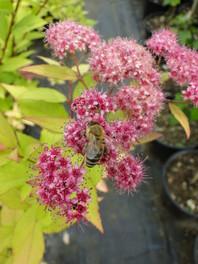 Cvetovi Spiarea japonica 'Golden Princess' tudi tvorijo lep kontrast z rumenimi listi.