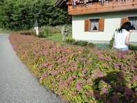 Spiraea japonica 'Goldflame' je manj očutljiva na sonce zato se jo lahko sadi tudi v cvetoče žive meje.
