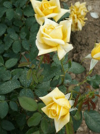 Rosa 'Royal Gold' - vrtnica - Vzpenjalke