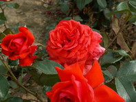 Rosa 'Salita' - vrtnica - Vzpenjalke