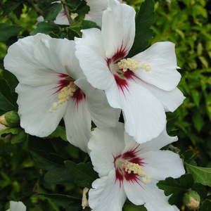 Hibiscus syriacus 'Red Eye'