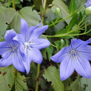 Platycodon grandiflora 'Fuji Blue'
