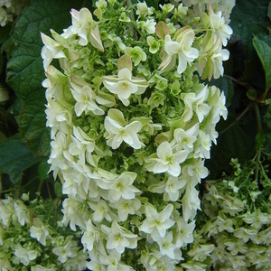 Cvet Hydrangea quercifolia