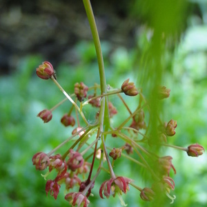Javorov cvet