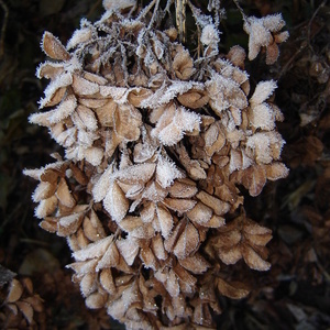 Suho socvetje hrastavolistne hortenzije