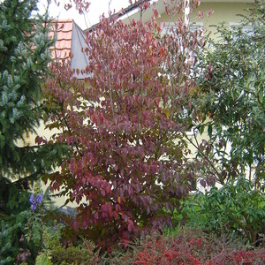 Cornus kousa se v jeseni odene v lepo škrlatno rdečo barvo