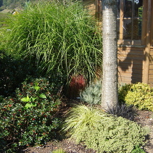Kombinacija trav in drugih rastlin