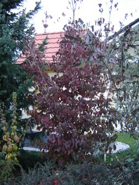 Jesenska barva listja
