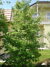 Pomladna in poletna barva listja