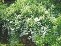 Deutzia gracilis - pritlikava dojcija - Grmovnice - Katalog sadik