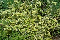 Eounymus fortunei 'Emerald'n'Gold' - rumeno pisana plazeča trdoleska - Grmovnice - Katalog sadik