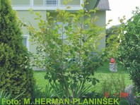 Hamamelis intermedia 'Jelena' - nepozebnik - Grmovnice - Katalog sadik