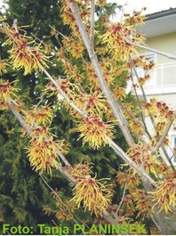 Hamamelis intermedia 'Jelena' - nepozebnik - Grmovnice - Katalog sadik