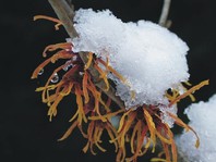 Hamamelis intermedia 'Jelena' - nepozebnik - Grmovnice - Katalog sadik